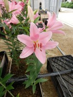 [5331 Free World VH No01.JPG]